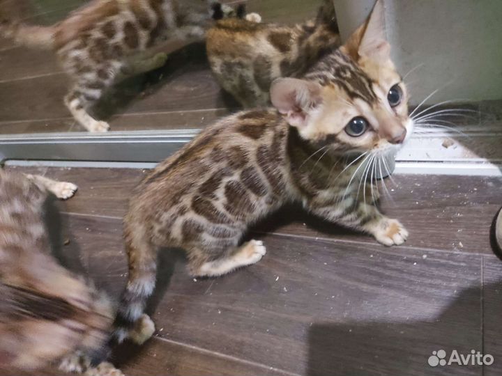 Бенгальские котята