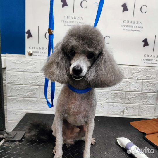 Грумер / Помощник грумера