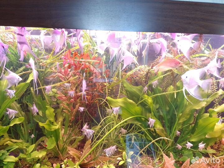 Аквариумные растения
