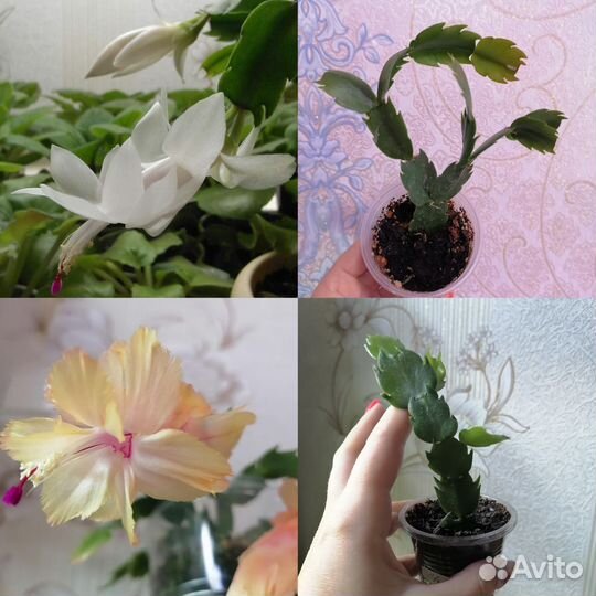 Шлюмбергера сортовые, Рипсалидопсисы, Эпифиллумы