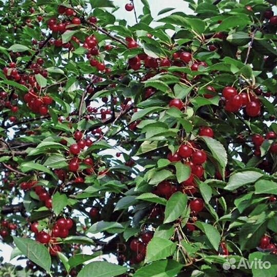 Вишня Расплетка