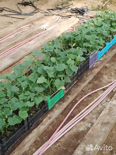 Рассада огурцов