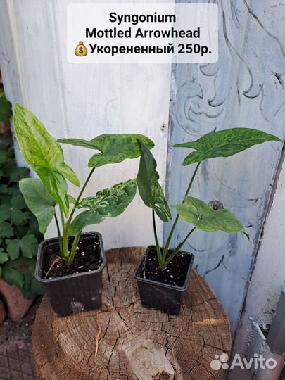 Сингониумы, 36 сортов