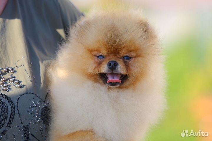 Померанский шпиц