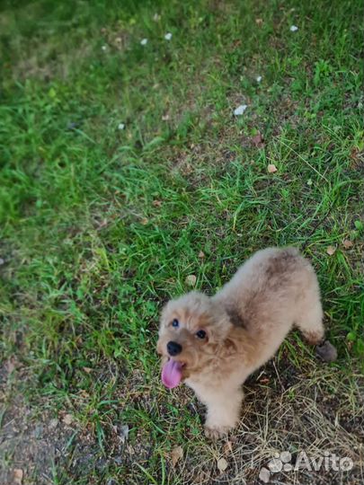 Пудель девочка