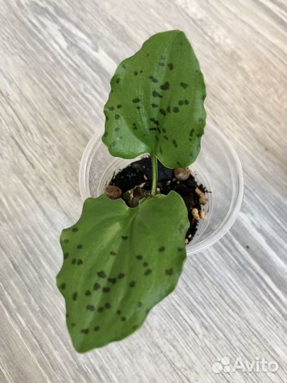 Дримиопсис