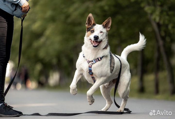 Собака в добрые руки