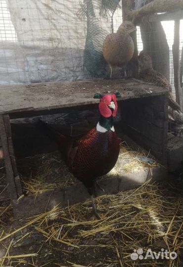 Фазаны разных видов