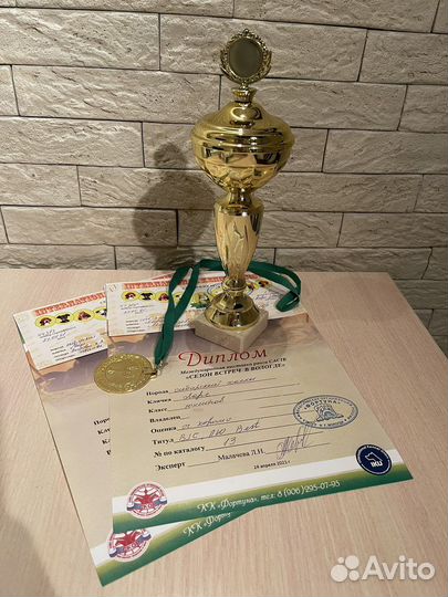Сибирский хаски вязка