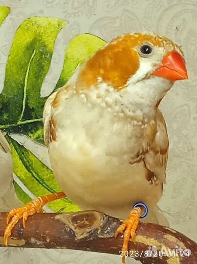 Зебровые амадины, птички