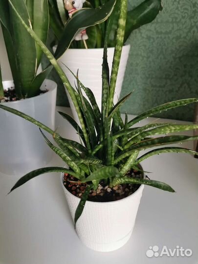 Сансевиерия фернвуд микадо