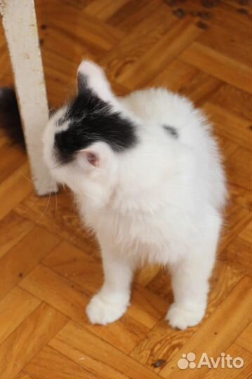 Кошка в дар