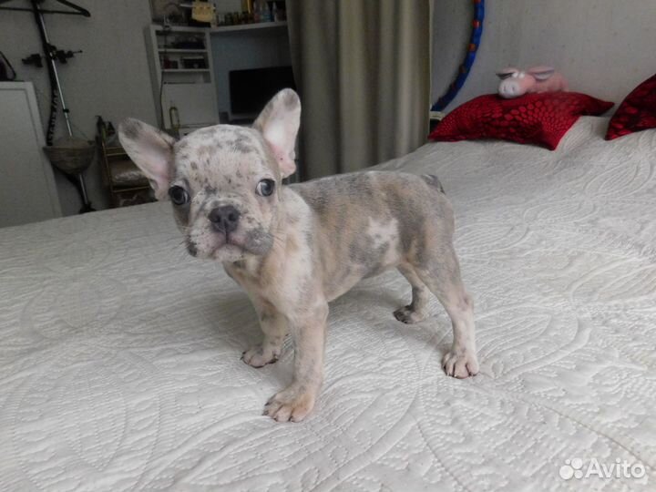 Щенок Французского Бульдога. Шикарная девочка:)