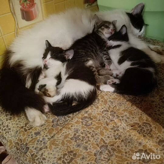 Отдам котят