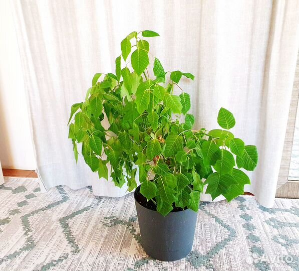 Пуансеттия хлорофитум денежное дерево толстянка