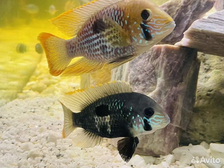 Акара бирюзовая мальки