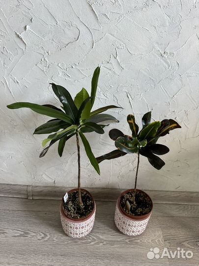 Кротон мамми