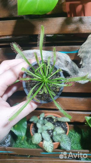 Росянка капская Хищное растение