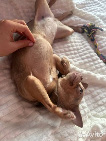 Передержка животных