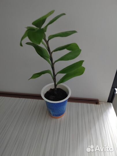 Спатифиллум, замиокулькас