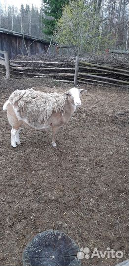 Катумские овцы и ягнята