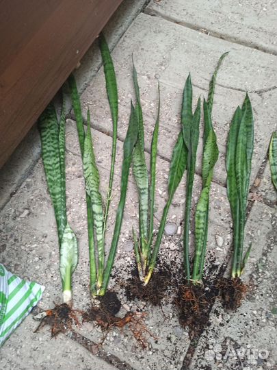 Сансевиерия