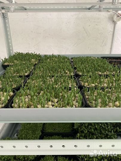 Микрозелень