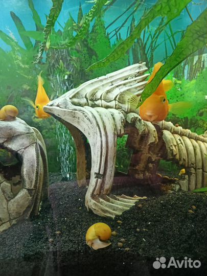 Аквариум Juwel Rio 300L