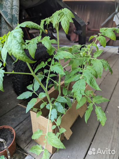 Помидоры рассада