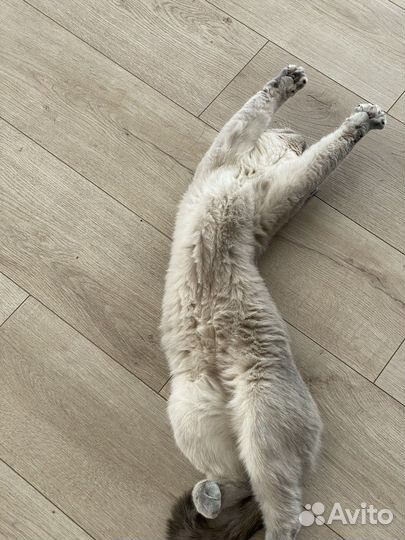 Продам кошку