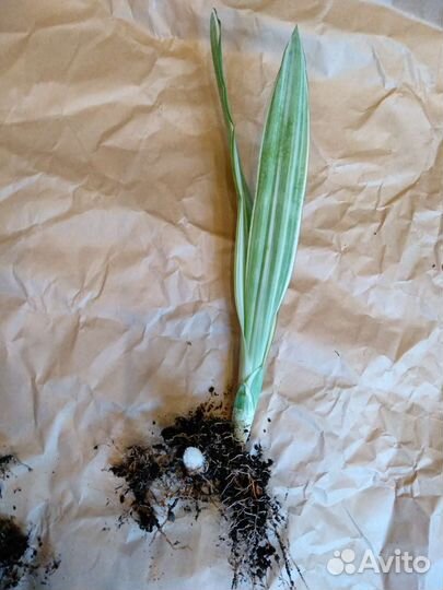 Сансевиерия сортовая