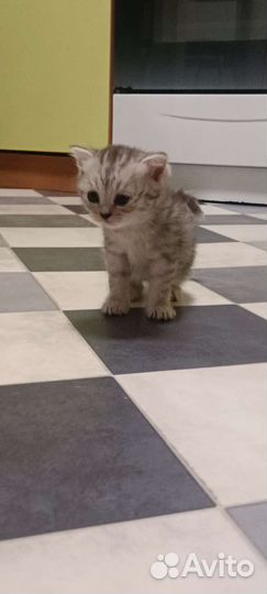 Шотландские котята