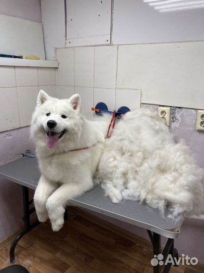 Груминг, экспресс-линька собак