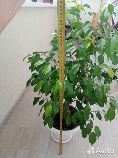 Фикус Бенджамина