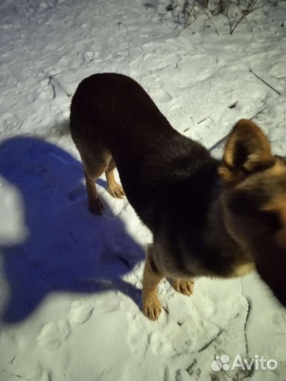 Потерялась собака