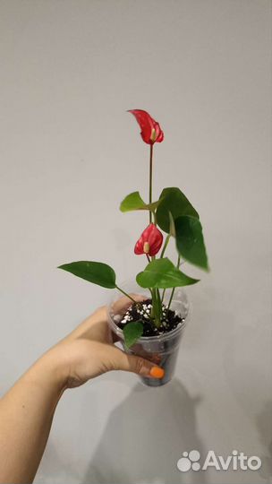 Антуриум миллион цветов