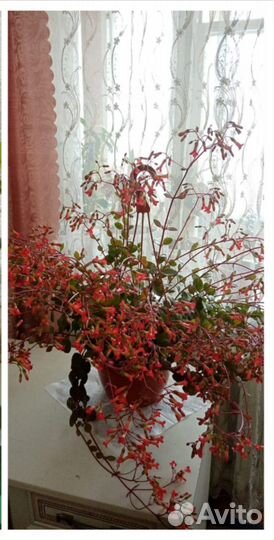 Каланхоэ ампельное