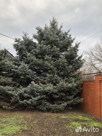 Голубые ели