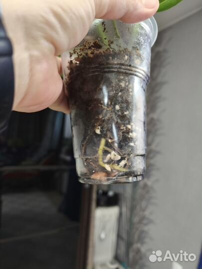 Антуриум Сирано