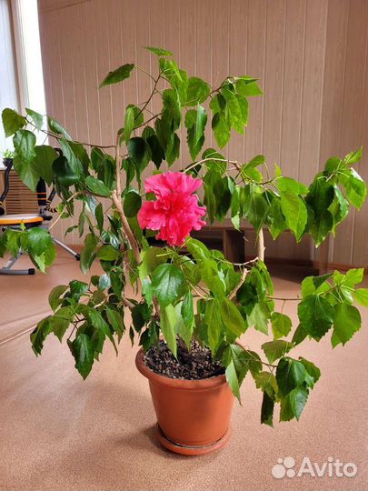 Гибискус красный махровый (китайская роза)