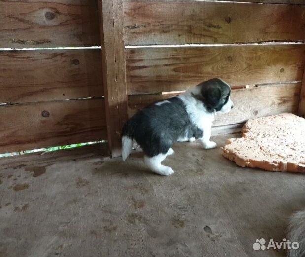 Щенки в добрые руки