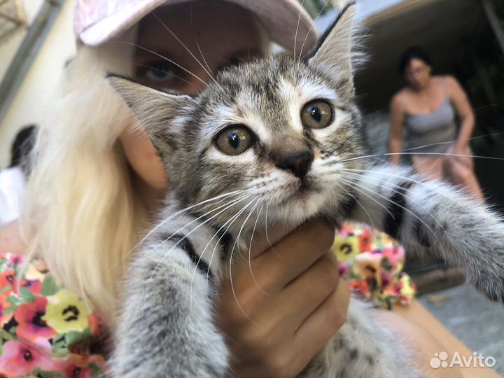 Котята ищат дом, крым