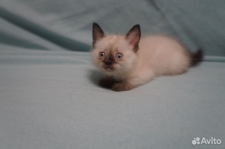 Отдам в добрые ручки котенка 1,5 мес