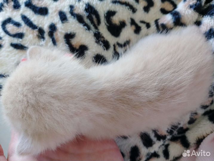 Котята в добрые руки бесплатно