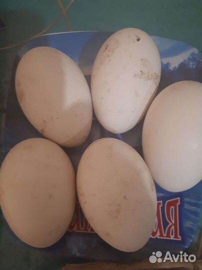 Инкубационное гусинное яйцо 1 шт