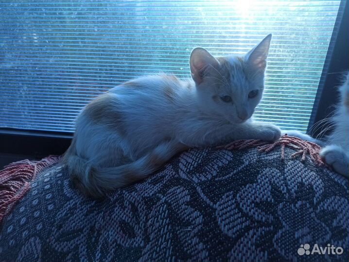 Отдам котят в добрые руки