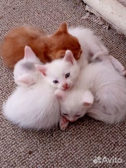 Котята в добрые руки бесплатно