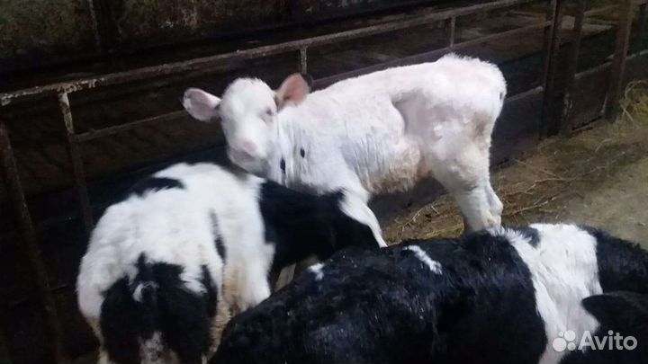 Бычки от 1 недели