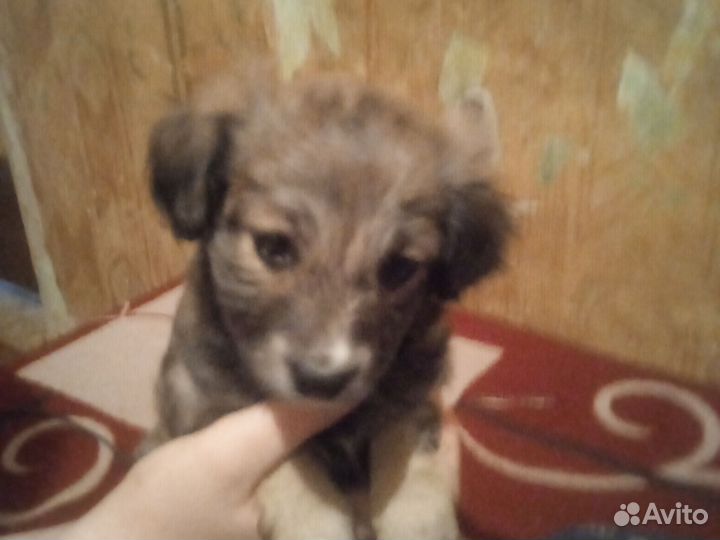 Собака в добрые руки отдам бесплатно