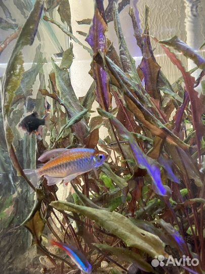 Аквариум с рыбками